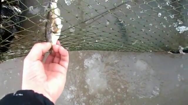 Выборка ставной рюжи и выпуск живой наваги в Унской губе Белого моря