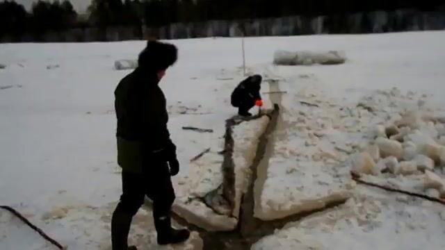 Выборка ставной рюжи и выпуск живой наваги в Унской губе Белого моря