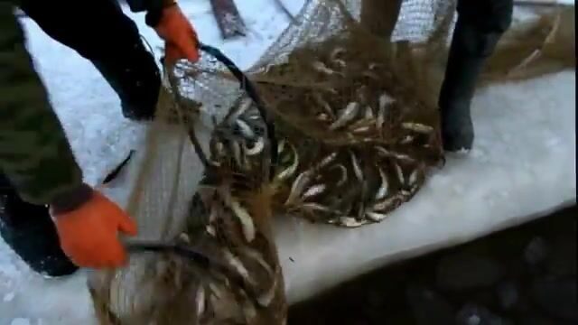 Выборка ставной рюжи и выпуск живой наваги в Унской губе Белого моря