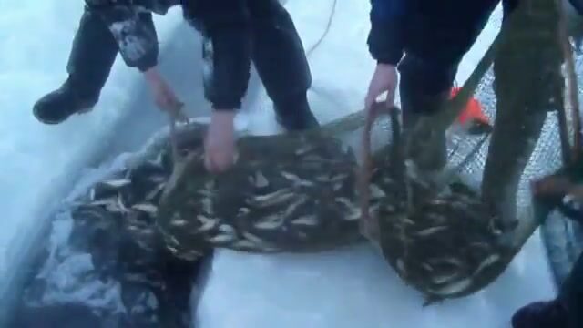 Выборка ставной рюжи и выпуск живой наваги в Унской губе Белого моря