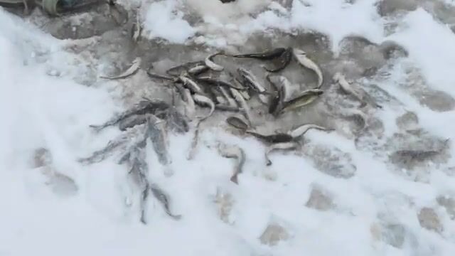 Замена подшипника прицепа перед поездкой к Унской губе