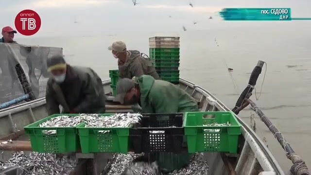 Утренний промысловый лов тюльки ставными неводами в Седово