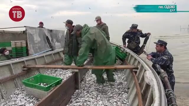 Утренний промысловый лов тюльки ставными неводами в Седово