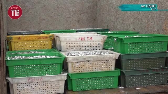 Утренний промысловый лов тюльки ставными неводами в Седово