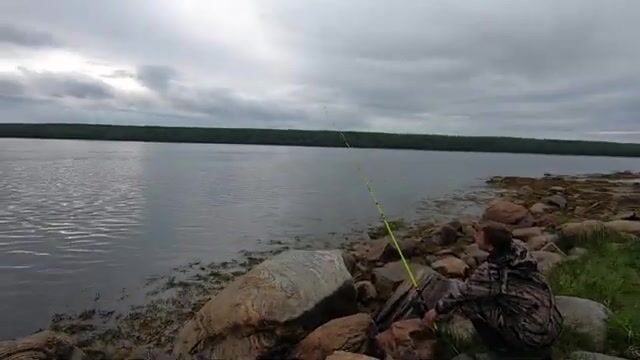 Треска на пескожила чуть не утащила удочку в губе Чупа