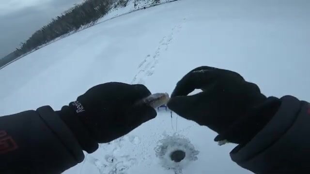 Поимка окуней и отпущенной щуки в Бирюсинском заливе