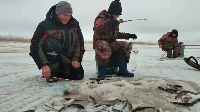 Навага на мяски в Унской губе с ночёвкой