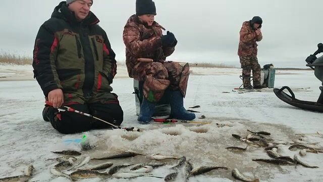 Навага на мяски в Унской губе с ночёвкой