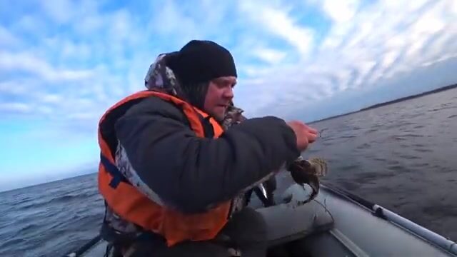 Осенняя навага на приливе в Унской губе