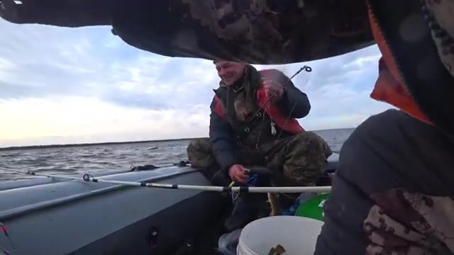 Осенняя навага на приливе в Унской губе