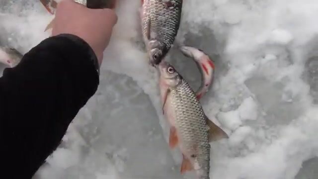 Мормышка гвоздекубик с мотылем по окуню и сороге в Бирюсинском заливе