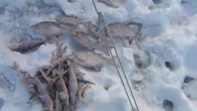 Мормышка гвоздекубик с мотылем по окуню и сороге в Бирюсинском заливе