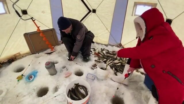 Семьдесят семь килограммов корюшки и наваги на Вежме