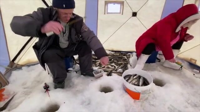 Семьдесят семь килограммов корюшки и наваги на Вежме