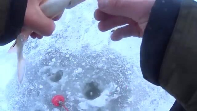 Тринадцать плотвиц на мормышку с красным опарышем в Бирюсинском заливе