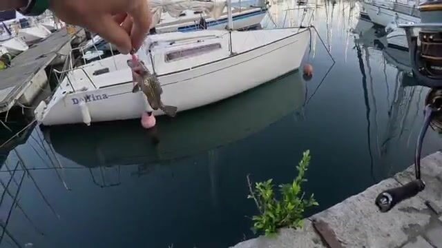Второй каранкс на джиг 5 граммов в порту Палермо на Сицилии