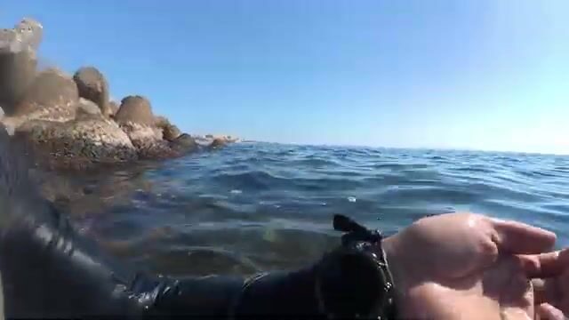 Две кефали добыты после ухода крупной дорады в Махдии