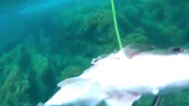 Подводная охота в Ницце на дораду и незнакомую крупную рыбу