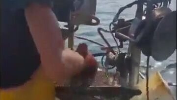 Рыбаки в порту Римини объяснили стоянку лодок дорогим топливом и слизью в сетях
