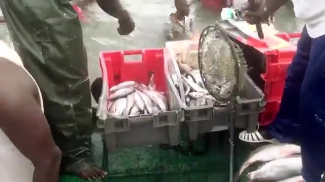 Тяжелый выход за сардиной в море у побережья Сенегала