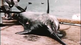 Черные марлины привлекали рыболовов в перуанский Кабо-Бланко в 1950-х
