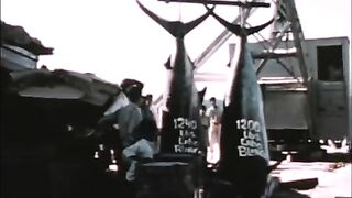 Черные марлины привлекали рыболовов в перуанский Кабо-Бланко в 1950-х