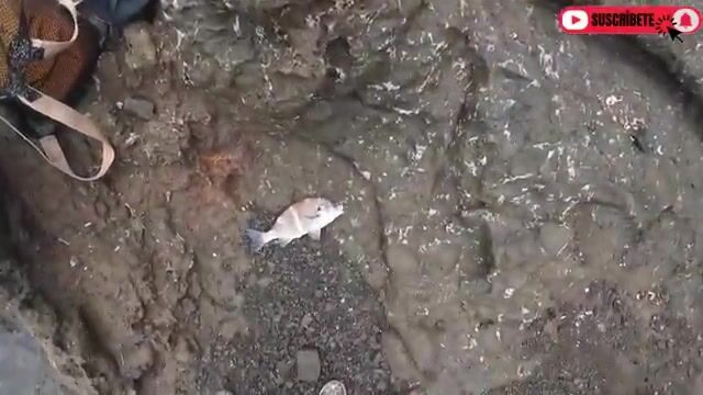 Ручной леской у скал в Перу я снял несколько бурро и отпустил около четырех мелких