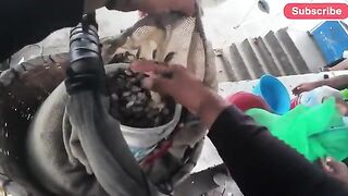 Ночная заготовка муймуй и утренняя продажа в Пукусане, Перу
