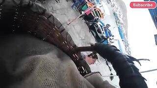 Ночная заготовка муймуй и утренняя продажа в Пукусане, Перу