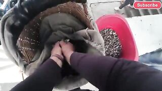 Ночная заготовка муймуй и утренняя продажа в Пукусане, Перу