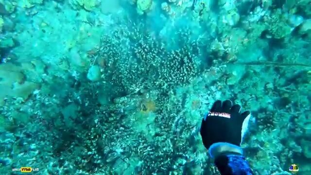 Подводная охота на снэппера в Indian Bay на Сент-Винсенте