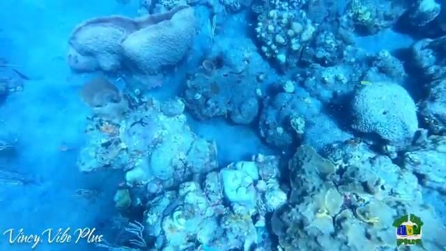 Подводная охота с перерывом на манго у побережья Сент-Винсента