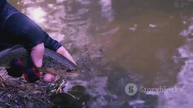 Ручная леска и прибрежные ловушки на Доминике