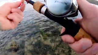 Небольшая барракуда с первого заброса и уход с частного берега на Сент-Китсе