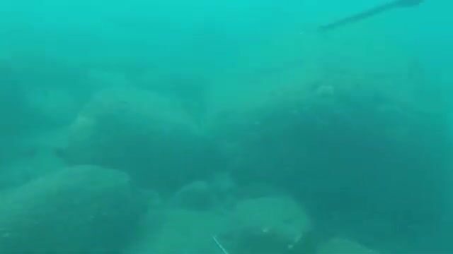 Подводная охота на каранкса у берегов Доминики