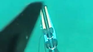 Подводная охота на каранкса у берегов Доминики