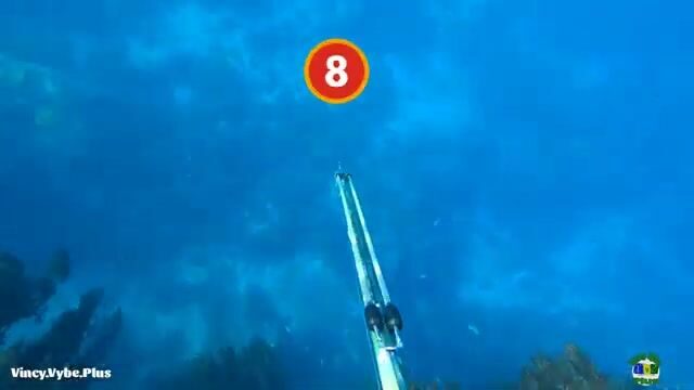 Пять рыб за пять часов одиночной подводной охоты на Сент-Винсенте