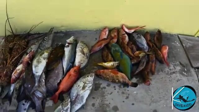 Подводная охота на лангустов и рифовую рыбу у Сен-Мартена