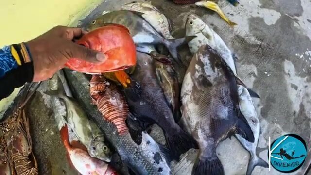 Подводная охота на лангустов и рифовую рыбу у Сен-Мартена