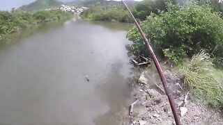 Небольшой тарпон в канале у дороги и сход более крупной рыбы на Сен-Мартене