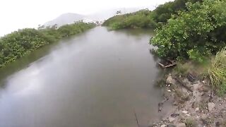 Небольшой тарпон в канале у дороги и сход более крупной рыбы на Сен-Мартене
