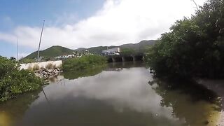 Небольшой тарпон в канале у дороги и сход более крупной рыбы на Сен-Мартене