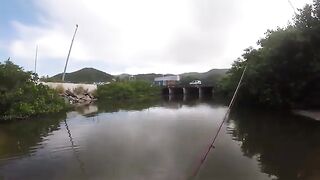 Небольшой тарпон в канале у дороги и сход более крупной рыбы на Сен-Мартене