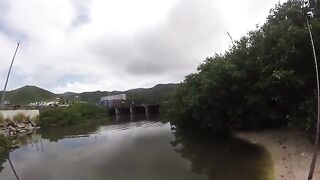 Небольшой тарпон в канале у дороги и сход более крупной рыбы на Сен-Мартене
