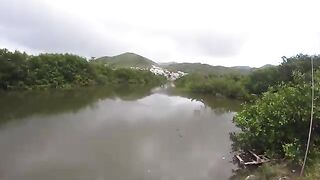 Небольшой тарпон в канале у дороги и сход более крупной рыбы на Сен-Мартене
