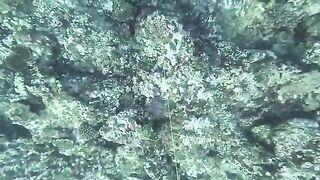 У рифа Самоа рыбу достали после появления акулы