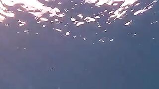 У рифа Самоа рыбу достали после появления акулы