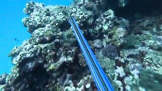 У рифа Самоа рыбу достали после появления акулы