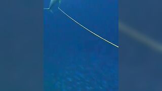 Косяк матиму в песчаной ложбине у рифа Самоа