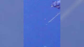 Косяк матиму в песчаной ложбине у рифа Самоа